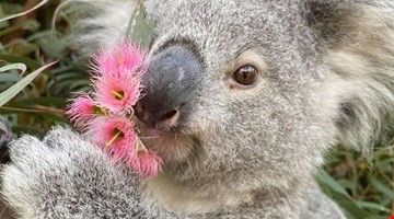 Cieli d'Australia e smeraldi Maldiviani